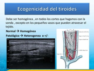 Debe ser homogénea , en todos los cortes que hagamos con la
sonda , excepto en los pequeños vasos que pueden atravesar el
tejido.
Normal  Homogénea
Patológico  Heterogenea o +/-
 