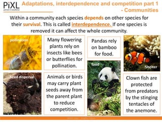 Interdependency Animal 7 ecology knowit.pptx