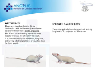 Wistar Rats Model Picture PRE-CLINICAL LAB ANIMALS ppt | PDF