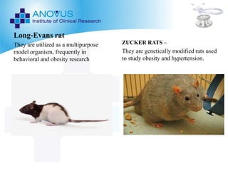 Genetically Modifying Lab Rats PRE-CLINICAL LAB ANIMALS ppt | PDF