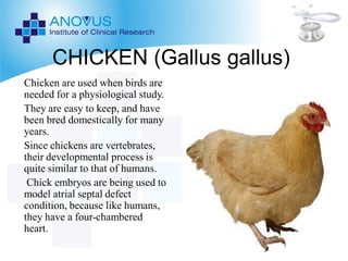 PRE-CLINICAL LAB ANIMALS ppt | PDF