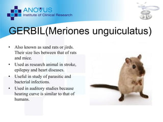 PRE-CLINICAL LAB ANIMALS ppt