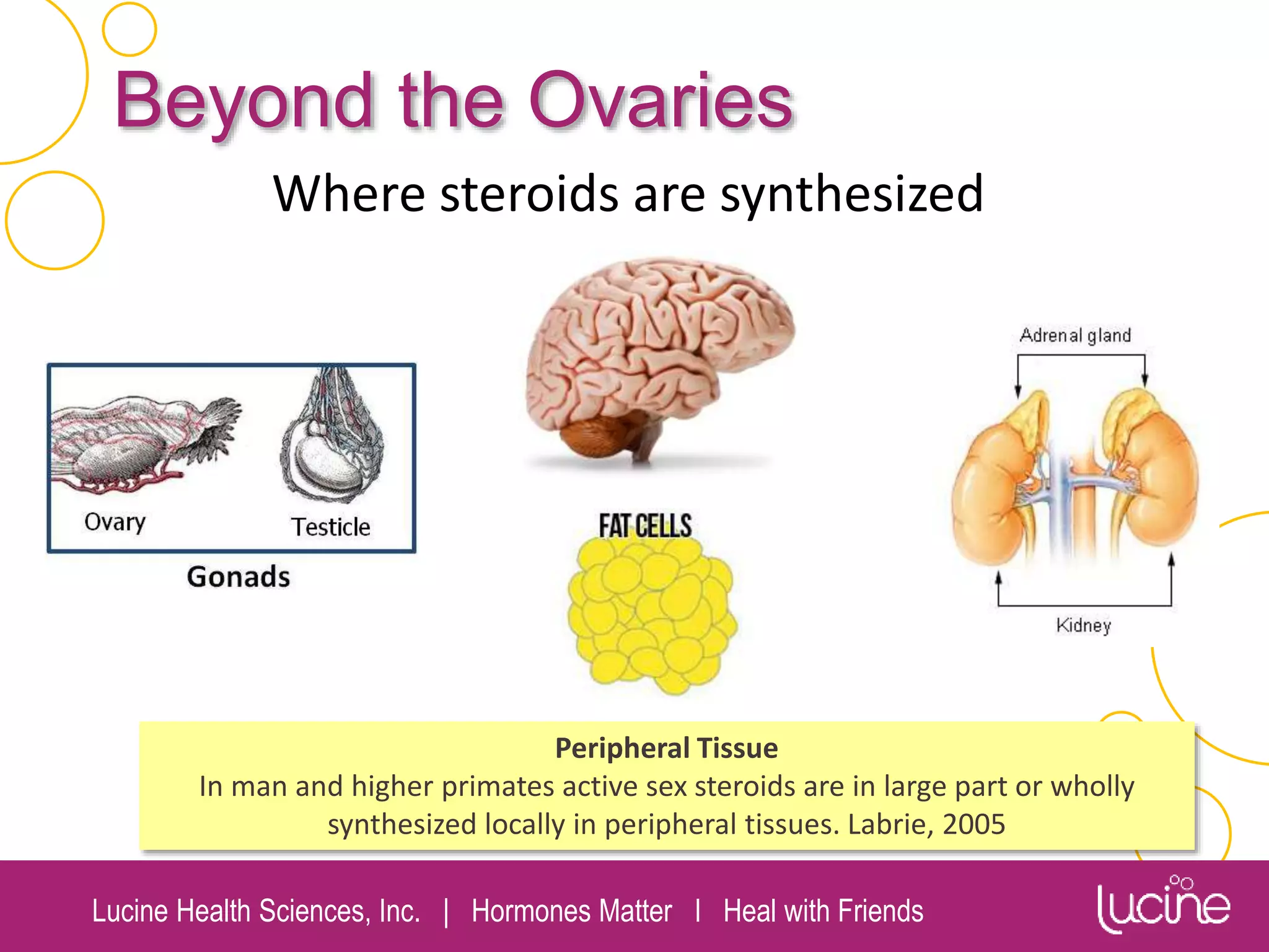 Lucine Health Sciences, Inc. | Hormones Matter I Heal with Friends
Beyond the Ovaries
Where steroids are synthesized
Peripheral Tissue
In man and higher primates active sex steroids are in large part or wholly
synthesized locally in peripheral tissues. Labrie, 2005
 