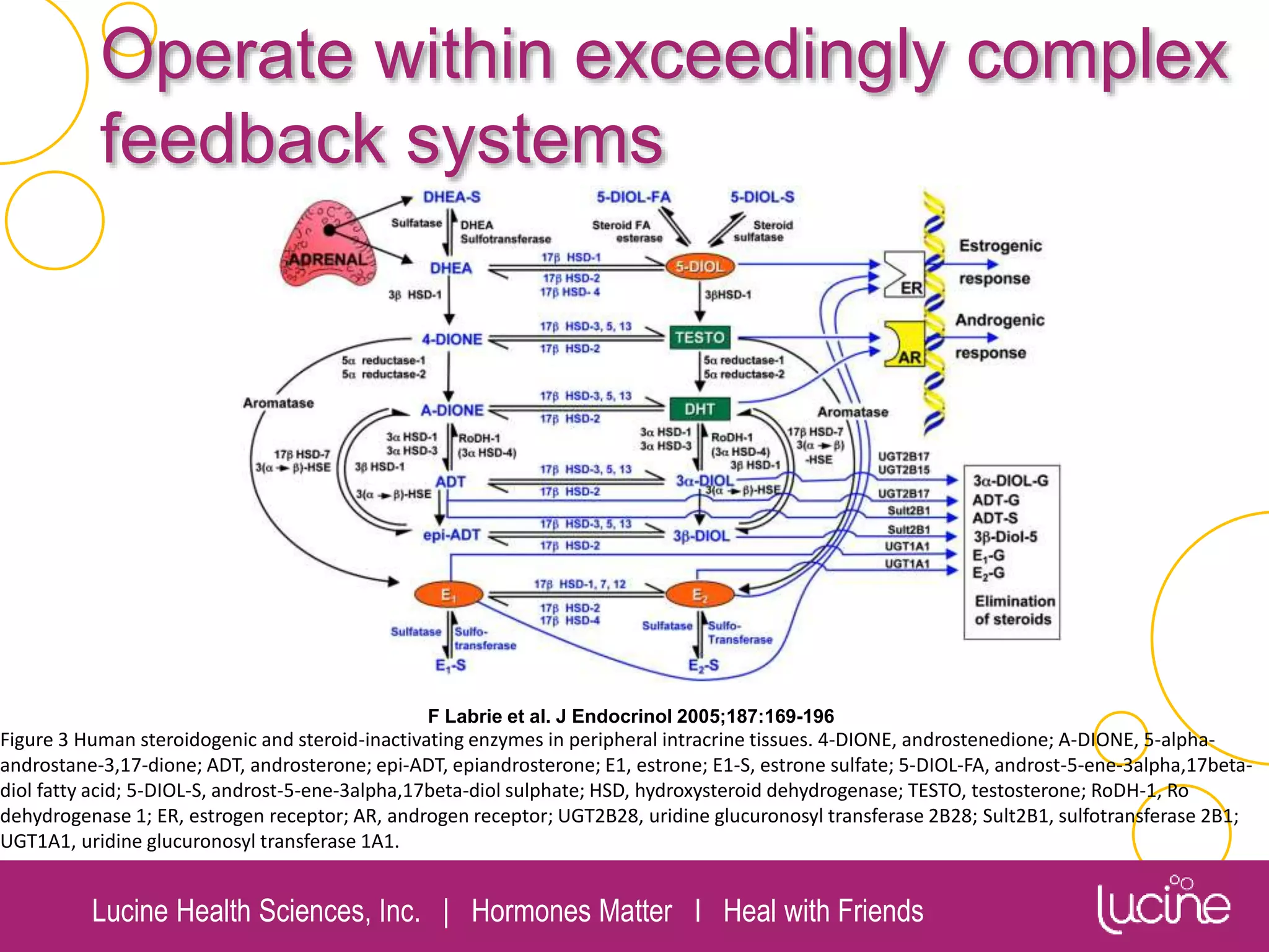 Lucine Health Sciences, Inc. | Hormones Matter I Heal with Friends
Operate within exceedingly complex
feedback systems
Figure 3 Human steroidogenic and steroid-inactivating enzymes in peripheral intracrine tissues. 4-DIONE, androstenedione; A-DIONE, 5-alpha-
androstane-3,17-dione; ADT, androsterone; epi-ADT, epiandrosterone; E1, estrone; E1-S, estrone sulfate; 5-DIOL-FA, androst-5-ene-3alpha,17beta-
diol fatty acid; 5-DIOL-S, androst-5-ene-3alpha,17beta-diol sulphate; HSD, hydroxysteroid dehydrogenase; TESTO, testosterone; RoDH-1, Ro
dehydrogenase 1; ER, estrogen receptor; AR, androgen receptor; UGT2B28, uridine glucuronosyl transferase 2B28; Sult2B1, sulfotransferase 2B1;
UGT1A1, uridine glucuronosyl transferase 1A1.
F Labrie et al. J Endocrinol 2005;187:169-196
 