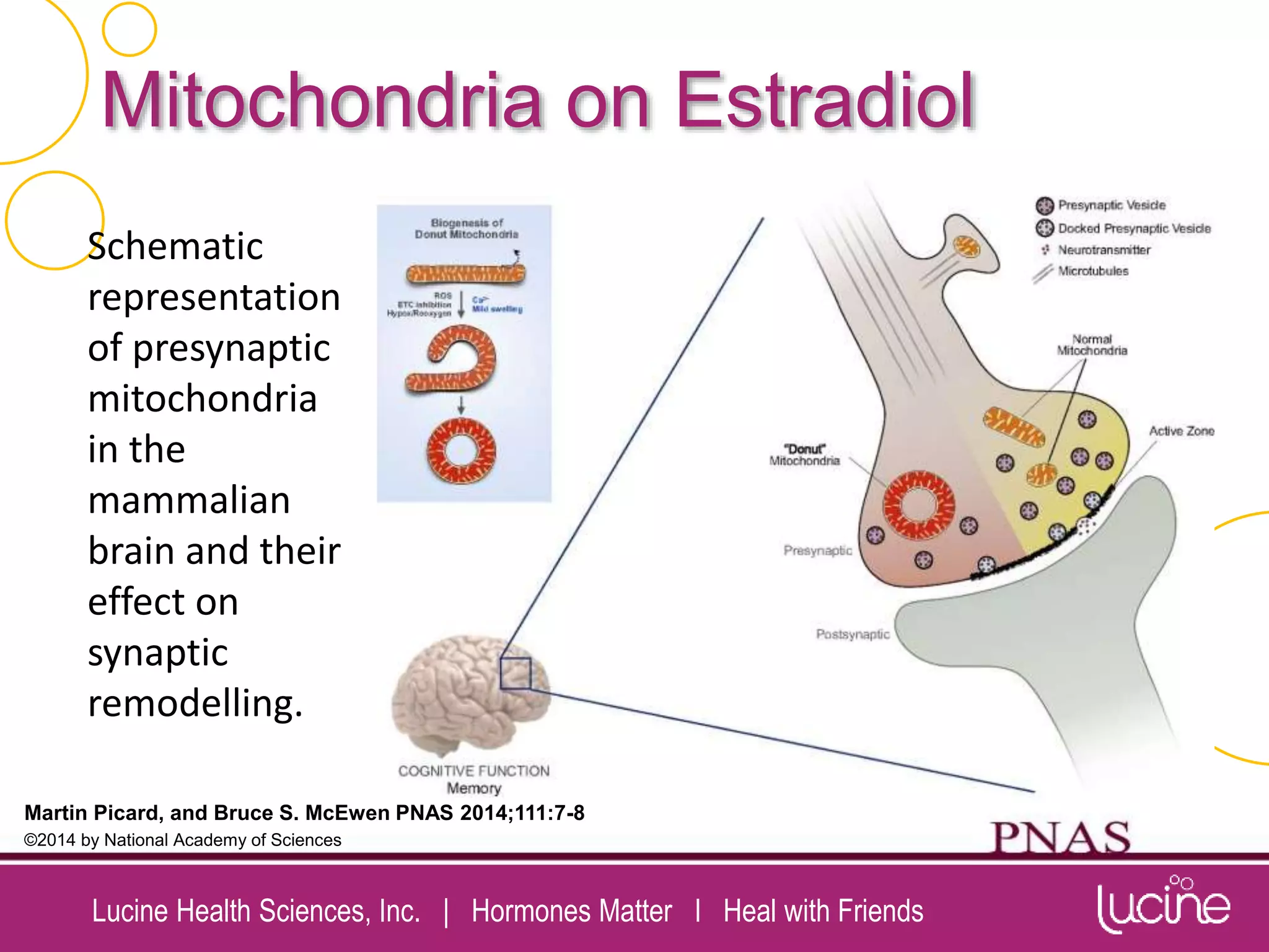 Lucine Health Sciences, Inc. | Hormones Matter I Heal with Friends
Mitochondria on Estradiol
Schematic
representation
of presynaptic
mitochondria
in the
mammalian
brain and their
effect on
synaptic
remodelling.
Martin Picard, and Bruce S. McEwen PNAS 2014;111:7-8
©2014 by National Academy of Sciences
 