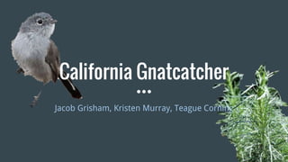 California Gnatcatcher
Jacob Grisham, Kristen Murray, Teague Corning
 