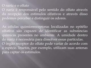 O nariz e o olfato
O nariz é responsável pelo sentido do olfato através
da recepção dos estímulos olfativos e através disso
podemos perceber e distinguir os odores.
As células quimiorreceptoras localizadas no epitélio
olfativo são capazes de identificar as substâncias
químicas presentes no ambiente. A umidade dentro
do nariz é necessária para dissolver essas partículas.
O órgão receptor do olfato pode variar de acordo com
a espécie. Insetos, por exemplo, utilizam suas antenas
para captar os estímulos.
 