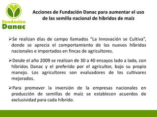 Experiencias de Fundación Danac para el fortalecimiento del sistema nacional de producción de semillas de maíz en Venezuela, Por Eduardo Graterol - DANAC