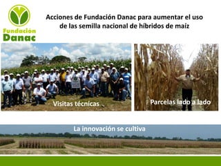 Experiencias de Fundación Danac para el fortalecimiento del sistema nacional de producción de semillas de maíz en Venezuela, Por Eduardo Graterol - DANAC