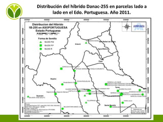Experiencias de Fundación Danac para el fortalecimiento del sistema nacional de producción de semillas de maíz en Venezuela, Por Eduardo Graterol - DANAC