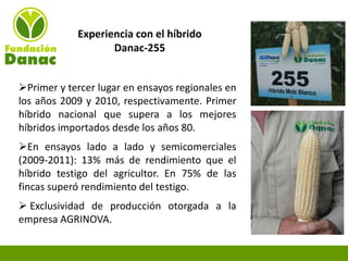 Experiencias de Fundación Danac para el fortalecimiento del sistema nacional de producción de semillas de maíz en Venezuela, Por Eduardo Graterol - DANAC