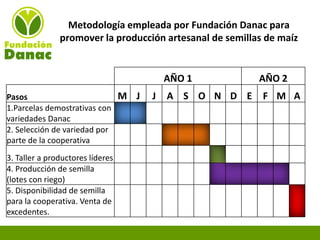 Experiencias de Fundación Danac para el fortalecimiento del sistema nacional de producción de semillas de maíz en Venezuela, Por Eduardo Graterol - DANAC