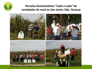 Experiencias de Fundación Danac para el fortalecimiento del sistema nacional de producción de semillas de maíz en Venezuela, Por Eduardo Graterol - DANAC