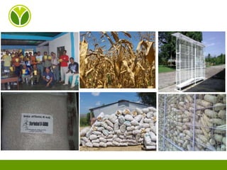 Experiencias de Fundación Danac para el fortalecimiento del sistema nacional de producción de semillas de maíz en Venezuela, Por Eduardo Graterol - DANAC