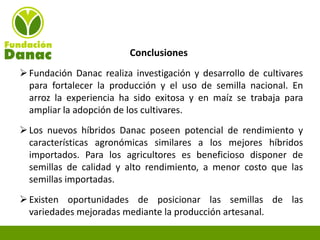 Experiencias de Fundación Danac para el fortalecimiento del sistema nacional de producción de semillas de maíz en Venezuela, Por Eduardo Graterol - DANAC