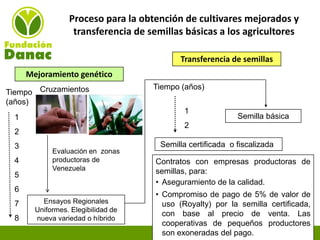 Experiencias de Fundación Danac para el fortalecimiento del sistema nacional de producción de semillas de maíz en Venezuela, Por Eduardo Graterol - DANAC