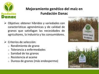 Experiencias de Fundación Danac para el fortalecimiento del sistema nacional de producción de semillas de maíz en Venezuela, Por Eduardo Graterol - DANAC