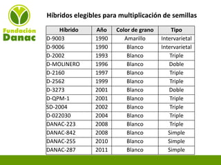 Experiencias de Fundación Danac para el fortalecimiento del sistema nacional de producción de semillas de maíz en Venezuela, Por Eduardo Graterol - DANAC