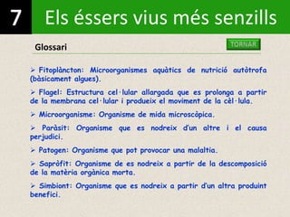 Els éssers vius més senzills
Glossari
 Fitoplàncton: Microorganismes aquàtics de nutrició autòtrofa
(bàsicament algues).
 Flagel: Estructura cel·lular allargada que es prolonga a partir
de la membrana cel·lular i produeix el moviment de la cèl·lula.
 Microorganisme: Organisme de mida microscòpica.
 Paràsit: Organisme que es nodreix d’un altre i el causa
perjudici.
 Patogen: Organisme que pot provocar una malaltia.
 Sapròfit: Organisme de es nodreix a partir de la descomposició
de la matèria orgànica morta.
 Simbiont: Organisme que es nodreix a partir d’un altra produint
benefici.
 