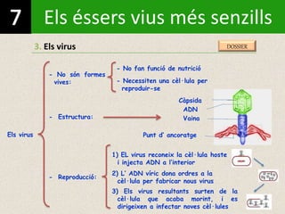 Els éssers vius més senzills
3. Els virus
Els virus
- No són formes
vives:
- Estructura:
- Necessiten una cèl·lula per
reproduir-se
- No fan funció de nutrició
Vaina
Càpsida
ADN
Punt d’ ancoratge
- Reproducció:
1) EL virus reconeix la cèl·lula hoste
i injecta ADN a l’interior
2) L’ ADN víric dona ordres a la
cèl·lula per fabricar nous virus
3) Els virus resultants surten de la
cèl·lula que acaba morint, i es
dirigeixen a infectar noves cèl·lules
DOSSIER
 
