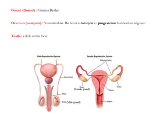 Gonad (Gonad) : Cinsiyet Bezleri
Ovarium (ovaryum) : Yumurtalıklar. Bu bezden östrojen ve progesteron hormonları salgılanı...