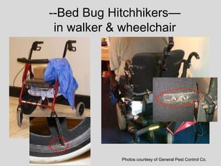 --Bed Bug Hitchhikers—
in walker & wheelchair
Photos courtesy of General Pest Control Co.
 