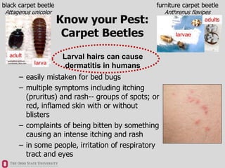 – easily mistaken for bed bugs
– multiple symptoms including itching
(pruritus) and rash-- groups of spots; or
red, inflam...