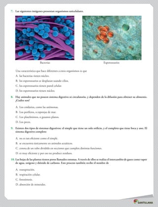 7.	 Las siguientes imágenes presentan organismos unicelulares.
Una característica que hace diferentes a estos organismos es que
A.	 las bacterias tienen núcleo.
B.	 los esporozoarios se desplazan usando cilios.
C.	los esporozoarios tienen pared celular.
D.	los esporozoarios tienen núcleo.
8.	 Hay animales que no poseen sistema digestivo ni circulatorio, y dependen de la difusión para obtener su alimento.
¿Cuáles son?
A.	 Los cnidarios, como las anémonas.
B.	 Los poríferos, o esponjas de mar.
C.	Los platelmintos, o gusanos planos.
D.	Los peces.
9.	 Existen dos tipos de sistemas digestivos: el simple que tiene un solo orificio, y el completo que tiene boca y ano. El
sistema digestivo completo
A.	 no es tan eficiente como el simple.
B.	 se encuentra únicamente en animales acuáticos.
C.	consta de un tubo dividido en secciones que cumplen distintas funciones.
D.	es muy eficiente y por eso no produce residuos.
10.	Las hojas de las plantas tienen poros llamados estomas. A través de ellos se realiza el intercambio de gases como vapor
de agua, oxígeno y dióxido de carbono. Este proceso también recibe el nombre de
A.	 transpiración.
B.	 respiración celular.
C.	fotosíntesis.
D.	absorción de minerales.
Bacterias Esporozoarios
 