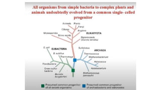 Bacteria Evolution Graph Evolutionary tendencies of bacteria.pptx