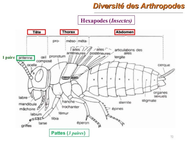 7-exposé arthropodes