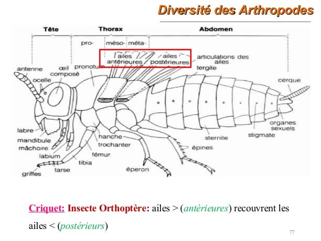 7-exposé arthropodes