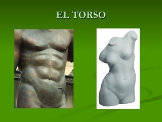 EL TORSO 