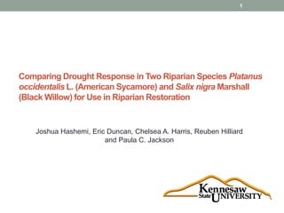 Comparing Drought Response in Two Riparian Species Platanus
occidentalis L. (American Sycamore) and Salix nigra Marshall
(Black Willow) for Use in Riparian Restoration
1
Joshua Hashemi, Eric Duncan, Chelsea A. Harris, Reuben Hilliard
and Paula C. Jackson
 