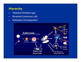 Hematopoietic stem cell transplantation in Pediatrics | PDF