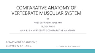 COMPARATIVE ANATOMY OF
VERTEBRATE MUSCULAR SYSTEM
BY
ADESEJI WASIU ADEBAYO
08/46KAOO6
ANA 814 – VERTEBRATE COMPARATIVE ANATOMY
DEPARTMENT OF ANATOMY,
UNIVERSITY OF ILORIN. LECTURER: DR A.O. OYEWOPO
 
