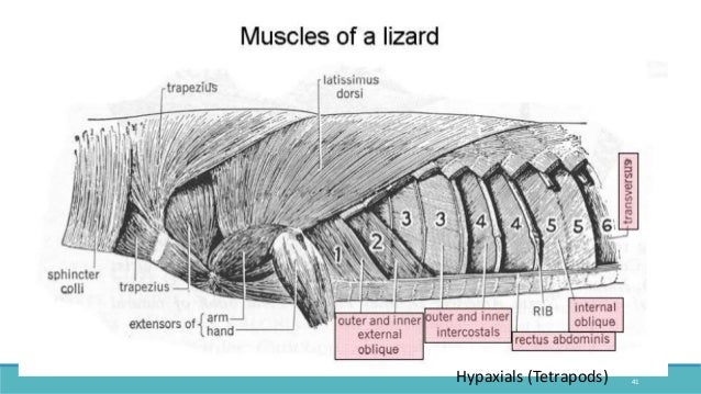 VERTEBRATE COMPARATIVE ANATOMY OF MUSCULAR SYSTEM