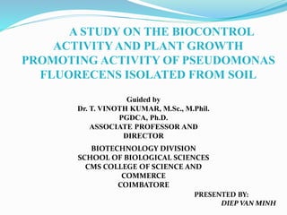 A STUDY ON THE BIOCONTROL
ACTIVITYAND PLANT GROWTH
PROMOTING ACTIVITY OF PSEUDOMONAS
FLUORECENS ISOLATED FROM SOIL
PRESENTED BY:
DIEP VAN MINH
Guided by
Dr. T. VINOTH KUMAR, M.Sc., M.Phil.
PGDCA, Ph.D.
ASSOCIATE PROFESSOR AND
DIRECTOR
BIOTECHNOLOGY DIVISION
SCHOOL OF BIOLOGICAL SCIENCES
CMS COLLEGE OF SCIENCE AND
COMMERCE
COIMBATORE
 