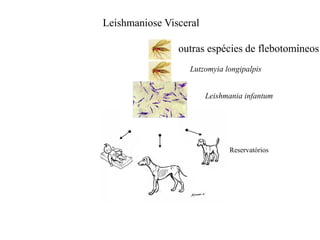 Lutzomyia longipalpis
Leishmania infantum
Reservatórios
Leishmaniose Visceral
outras espécies de flebotomíneos
 