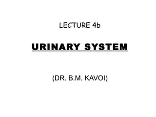 LECTURE 4b
URINARY SYSTEM
(DR. B.M. KAVOI)
 