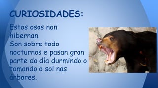 Estos osos non
hibernan.
Son sobre todo
nocturnos e pasan gran
parte do día durmindo o
tomando o sol nas
árbores.
CURIOSIDADES:
 