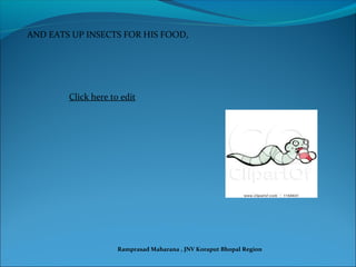 AND EATS UP INSECTS FOR HIS FOOD,
Click here to edit
Ramprasad Maharana , JNV Koraput Bhopal Region