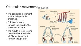 Opercular Movement Fish Chapter 7 gas exchange Senior 1 Biology 独中高一生物 | PPTX
