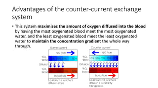 Chapter 7 gas exchange Senior 1 Biology 独中高一生物 | PPTX
