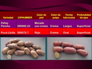 Dos nuevas variedades de papa Solanum tuberosum spp Andígena (B1C5), con resistencia horizontal al tizon tardio, seleccionadas por las comunidades altoandinas de Cusco-Peru a través de la selección varietal  participativa Slide 11