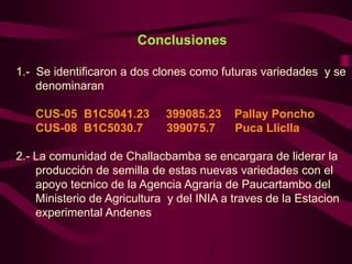 Dos nuevas variedades de papa Solanum tuberosum spp Andígena (B1C5), con resistencia horizontal al tizon tardio, seleccionadas por las comunidades altoandinas de Cusco-Peru a través de la selección varietal  participativa Slide 13