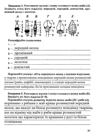 7_gdz_brz_s_2015.pdf Біологія зошит 7 клас