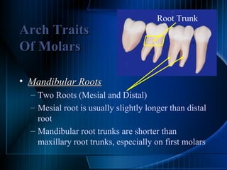 Maxillary Molars | PPT