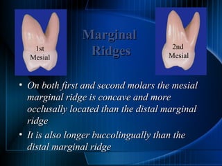 Maxillary Molars | PPT