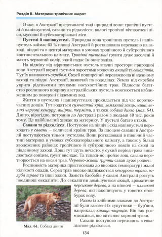 Розділ II. Материки тропічних широт
Отже, в Австралії представлені такі природні зони: тропічні пусте­
лі й напівпустелі, савани та рідколісся, вологі тропічні вічнозелені лі­
си, мусонні й субекваторіальні ліси.
Пустелі й напівпустелі. Природна зона тропічних пустель і напів­
пустель займає 65 % площі Австралії й розташована переважно на за­
ході, півдні та в центрі материка в умовах тропічного й субтропічного
континентального клімату. Тропічні пустельні ґрунти дуже засолені й
мають червоний колір, який надає їм окис заліза.
На відміну від африканських пустель значні простори природної
зони Австралії вкриті густими заростями колючих акацій та евкаліптів.
Тут їх називають скребом. Скреб поширений переважно на південному
заході та півдні Австралії, зазвичай на вододілах. Земля під скребом
укрита ріденькими пучками посухостійких трав. Відносне багат­
ство рослинного покриву австралійських пустель пояснюється набли­
женням до поверхні підземних вод.
Життя в пустелях і напівпустелях прокидається під час коротко­
часних дощів. Тут водяться сумчастий кріт, земляний заєць, миші, ве­
ликі червоні кенгуру, ящірки, терміти, а також собака динго (мал. 64).
Динго, вірогідно, потрапив до Австралії разом з людьми 40 тис. років
тому. Це найбільший хижак на материку. У пустелі багато птахів.
Савани та рідколісся. Поступово на північ і схід напівпустелі пере­
ходять у савани — величезні країни трав. За площею савани в Австра­
лії поступаються тільки пустелям. Вони розташовані в північній час­
тині материка в умовах субекваторіального клімату, а також у більш
зволожених районах тропічного й субтропічного поясів на сході та
південному заході. Дощі тут ідуть нечасто, у сухий період трава випа­
люється сонцем, ґрунт висихає. Та тільки-но пройде дощ, савана пере­
творюється на океан трав. Червоно-жовті ґрунти саван дуже родючі.
Рослинність материка пристосована до високих температур і малої
кількості опадів. Серед трав високо піднімаються кенгурова трава, го­
луба трава та інші злаки. Замість баобабів у савані Австралії ростуть
поодинокі евкаліпти. До евкаліптів домішуються акації, ароматичне
персикове дерево, а на півночі —пляшкові
дерева, які накопичують у товстих стов­
бурах воду.
Разом із хлібними злаками до Австра­
лії були завезені їх супутники —бур’яни,
наприклад кактус-опунція. Він так роз­
множився, що витісняє кормові трави.
Савани поступово переходять в евка­
ліптове рідколісся.Мал. 64. Собака динго
134
 