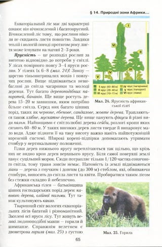 § 1 4 . Природні зони Африки.
Екваторіальний ліс має дві характерні
ознаки: він вічнозелений і багатоярусний.
Вічнозелений ліс тому, що рослини ніко­
ли не скидають листя повністю. Завдяки
теплій і вологій погоді протягом року лис­
тя може існувати на пагоні 2-3 роки.
Ярусність — це розподіл рослин за
висотою відповідно до потреби у світлі.
У лісах помірного поясу 3-4 яруси рос­
лин. У гілеях їх 6-8 (мал. 24)1 Знизу —
царство тіньовитривалих мохів і повзу­
чих рослин. Вище піднімаються неви­
багливі до світла чагарники та молоді
деревця. Тут багато деревоподібних па­
поротей, бананів. Ще вище ростуть де­
рева 15-20 м заввишки, яким потрібно
більше світла. Серед них багато цінних
порід, таких як червоне, ебенове, сандалове, жовте дерева. Трапляють­
ся також хлібне, мускатне дерева. Ще вище панують фікуси й різні ви­
ди пальм. Найвищими є світлолюбні дерева сейби, розлогі крони яких
сягають 60-80 м. У таких високих дерев листя тверде й випаровує ма­
ло води. Адже підняти її на таку висоту важко навіть найпотужнішій
кореневій системі. Широкі корені-підпірки допомагають утримати
стовбур у вертикальному положенні.
Гілки дерев нижнього ярусу переплітаються так щільно, що крізь
них не видно крон дерев верхнього ярусу. Біля самої поверхні землі
панує суцільний морок. Сюди потрапляє тільки 1/120 частка сонячно­
го світла, тому трави зовсім немає. Натомість із землі піднімаються
ліани —дерева з гнучким і довгим (до 300 м) стеблом, які, обвиваючи
стовбури, виносять до світла листя та квіти. Пробиратися таким лісом
без стежки складно й небезпечно.
Африканська гілея —батьківщина
цінних господарських порід дерев: ка­
вового дерева, олійної пальми. Тут та­
кож культивують какао.
Тваринний світ вологих екваторіа­
льних лісів багатий і різноманітний.
Заселені всі яруси лісу. Тут живуть ве­
ликі людиноподібні мавпи —горили й
шимпанзе. Справжнім велетнем є
двометрова горила (мал. 25) з густою Мал. 25. Горила
65
И Іярус (60-80 м) IV ярус (чагарники)
Ш II ярус(20-40 м) Я V ярус (папороті)
■ Ніярус (10-15 м) ІІ1 VI ярус (ліани)
Мал. 24. Ярусність африкан­
ської гілеї
 